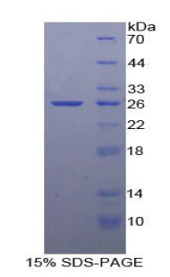 Recombinant Lectin Like Oxidized Low Density Lipoprotein Receptor 1 (LOX1)