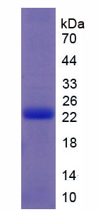 Recombinant Interferon Tau (IFNt)