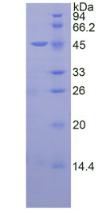 Recombinant Neuregulin 1 (NRG1)