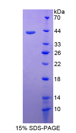 RPB872Bo01.jpg
