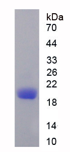 Recombinant Cluster Of Differentiation 3d (CD3d)