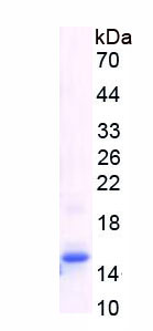 Recombinant Cluster Of Differentiation 3d (CD3d)