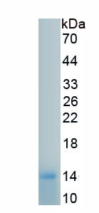 Recombinant Coagulation Factor VII (F7)