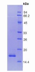 Recombinant Coagulation Factor VIII (F8)