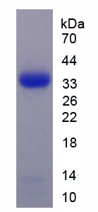 Recombinant Apolipoprotein F (APOF)