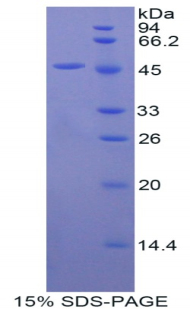 Recombinant Fibroblast Growth Factor 10 (FGF10)