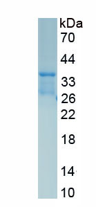 Recombinant Phospholamban (PLN)