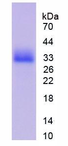 Recombinant Cyclin Dependent Kinase 1 (CDK1)