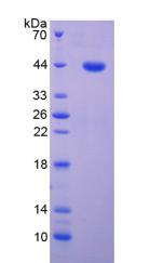 Recombinant Cyclin Dependent Kinase 2 (CDK2)