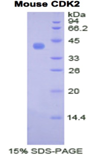 Recombinant Cyclin Dependent Kinase 2 (CDK2)