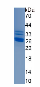 Recombinant Apolipoprotein C3 (APOC3)