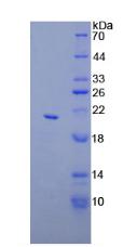 Recombinant Apolipoprotein C3 (APOC3)