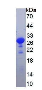 Recombinant Salusin Alpha (SALa)