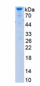 Recombinant Vascular Endothelial Growth Factor Receptor 3 (VEGFR3)