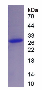 Recombinant Insulin Degrading Enzyme (IDE)