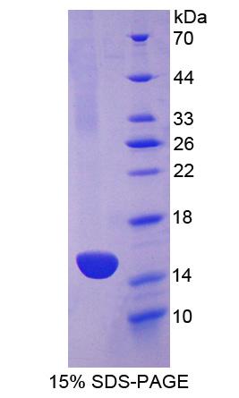 Recombinant Cadherin, Heart (CDHH)