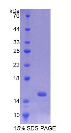 Recombinant p53 Upregulated Modulator Of Apoptosis (PUMA)