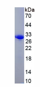 Recombinant Kallikrein 7 (KLK7)