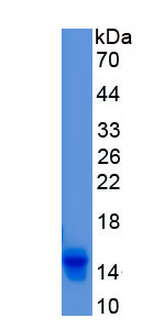 Recombinant Defensin Alpha 5, Paneth Cell Specific (DEFa5)