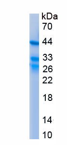 Recombinant NADPH Oxidase 4 (NOX4)