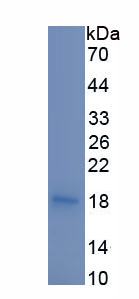 Recombinant Monokine Induced By Interferon Gamma (MIg)