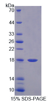 RPB928Ra01.jpg