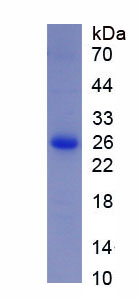 Recombinant Glyceraldehyde-3-Phosphate Dehydrogenase (GAPDH)