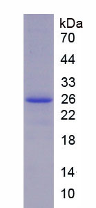 Recombinant Glyceraldehyde-3-Phosphate Dehydrogenase (GAPDH)