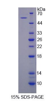 Recombinant Tenascin X (TNX)