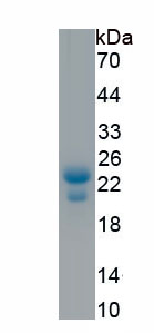 Recombinant Syndecan 4 (SDC4)