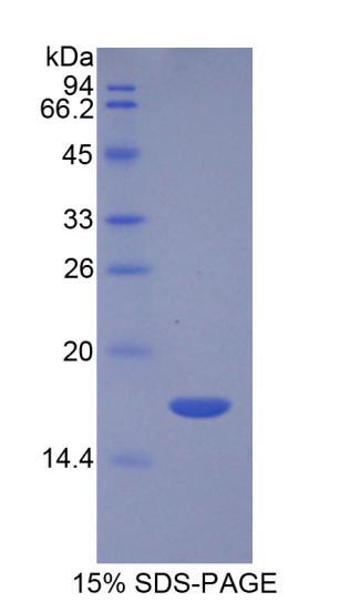 Recombinant Transforming Growth Factor Beta 3 (TGFb3)