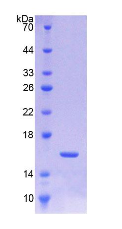 Recombinant Transforming Growth Factor Beta 3 (TGFb3)