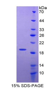 Recombinant Superoxide Dismutase 1 (SOD1)