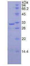 Recombinant Calpain 1 (CAPN1)