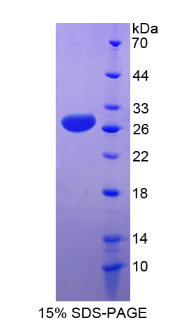 Recombinant Apolipoprotein A4 (APOA4)