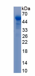 Recombinant Apolipoprotein A4 (APOA4)