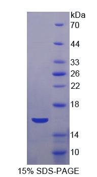 Recombinant Apolipoprotein A4 (APOA4)