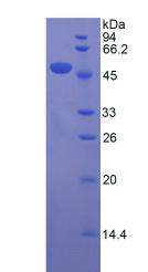 Recombinant Apolipoprotein D (APOD)