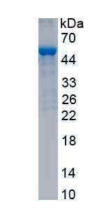 Recombinant Pigment Epithelium Derived Factor (PEDF)