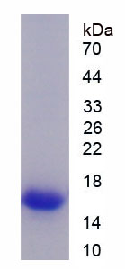 Recombinant A Disintegrin And Metalloproteinase With Thrombospondin 1 (ADAMTS1)