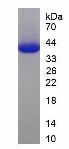 Recombinant Tenascin C (TNC)