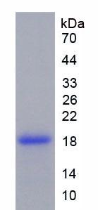 Recombinant Tenascin C (TNC)