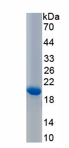 Recombinant Tenascin C (TNC)