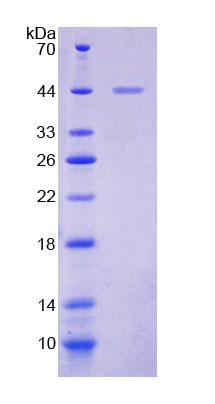 RPB976Hu01.jpg