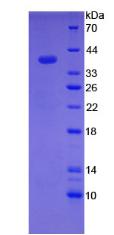 Recombinant Hepcidin (Hepc)