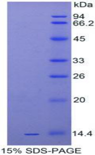 Recombinant Interleukin 33 (IL33)