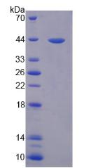 Recombinant Interleukin 33 (IL33)