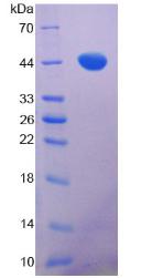 RPB983Mu01.jpg
