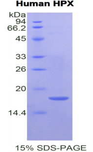 Recombinant Hemopexin (HPX)