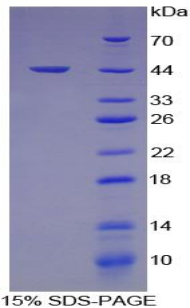 Recombinant Hemojuvelin (HJV)